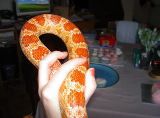 animals035.jpg