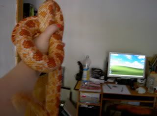animals040.jpg