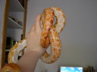 animals041.jpg