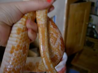 animals042.jpg