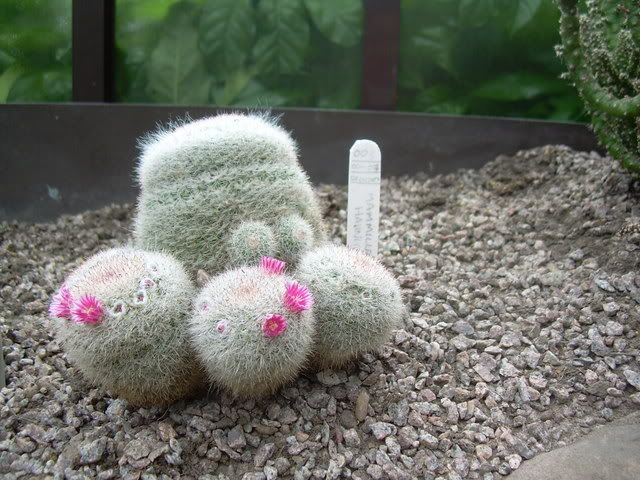 cactusconfiorifuxia.jpg