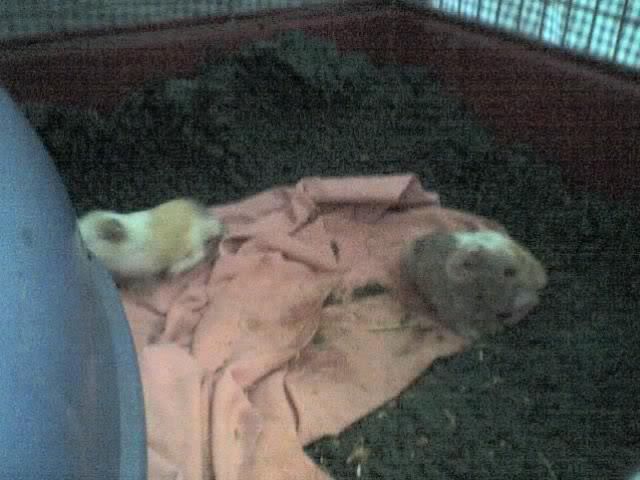 Babies.jpg