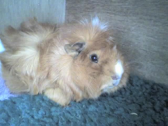 Gingin.jpg