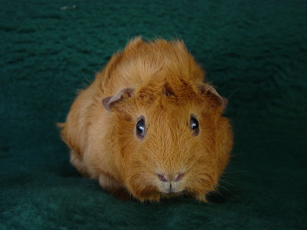 Laverne.jpg