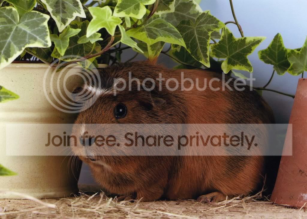 Louisaivy.jpg