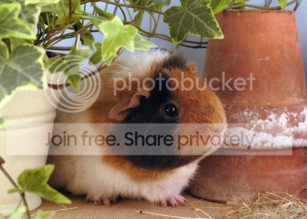 Millieivy.jpg