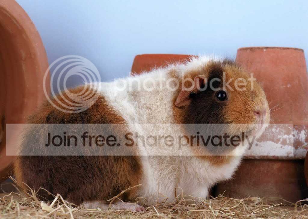 Milliepots.jpg