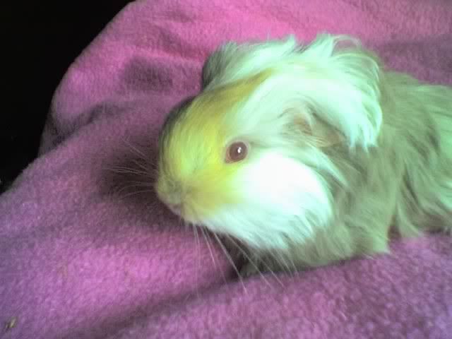 billie7wks.jpg