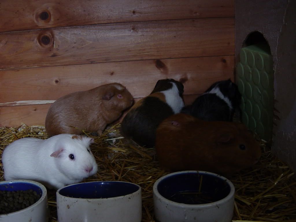 halftheNorfolkGuineaPigHorde.jpg
