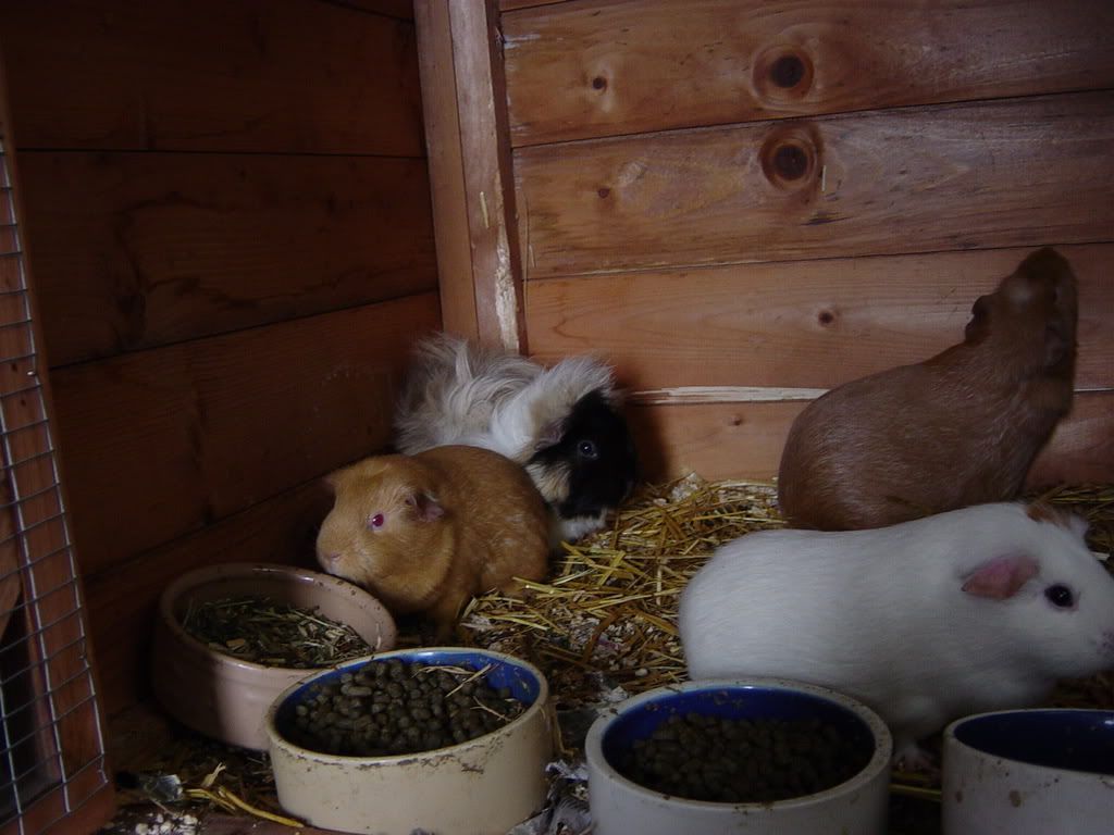 theOtherhalftheNorfolkGuineaPigHord.jpg
