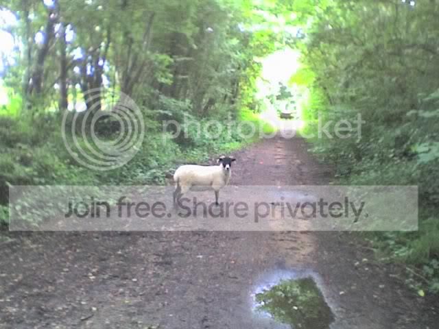 walkcompanion.jpg