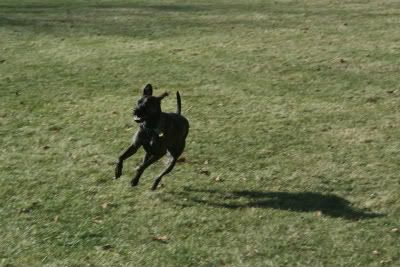Zeke running