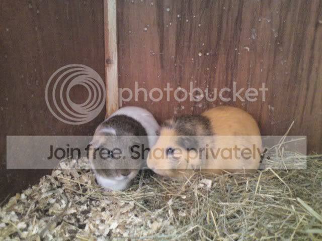 PIGGIES.jpg