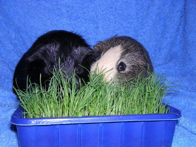 DSCN5003.jpg