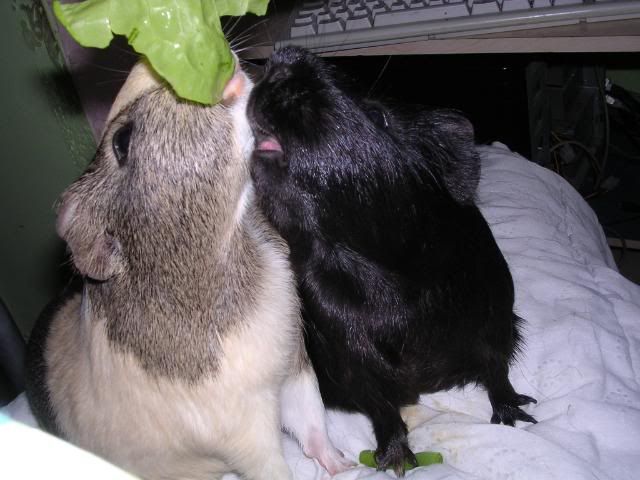 DSCN5772.jpg