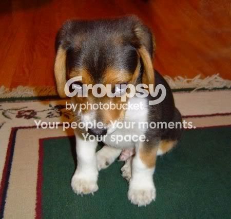Puppy